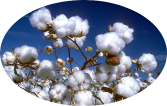 cotton is so nice