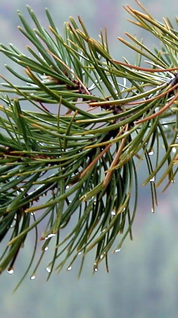 Ponderosa Pine