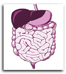 Image of digestive system.