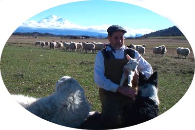 patrick with his sheep dogs, holding baby lamb